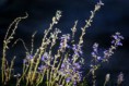 TONIFICANTE CORPO ALL'OLIO DI LAVANDA