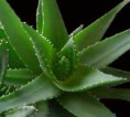 /album/galleria-foto-le-piante-magiche/aloe-jpg/