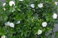 /album/galleria-foto-le-piante-magiche/gardenia-jpg/